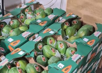 Panamá estará presente en Fruit Logística 2022