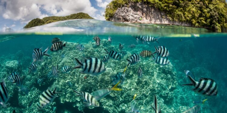 Es necesario reconstruir la relación de la humanidad con los océanos