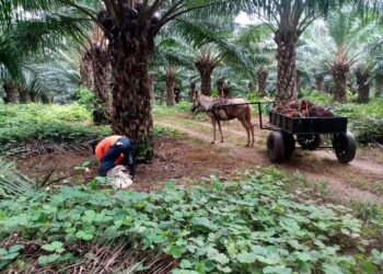 Panamá certifica una finca productora de palma aceitera sostenible