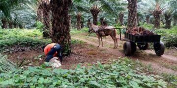 Panamá certifica una finca productora de palma aceitera sostenible