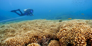 Nuevo estudio revela que los arrecifes de coral del Pacífico Oriental podrían sobrevivir hasta el 2060