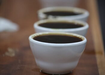 Productores panameños preparan café del alta especialidad cata internacional