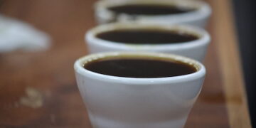 Productores panameños preparan café del alta especialidad cata internacional