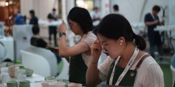 Cafés panameños, considerados los mejores del mundo, listos para cata internacional