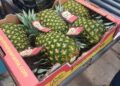 Piña fresca de Panamá tiene nuevo mercado en Nueva Zelanda