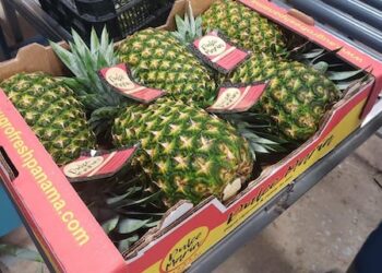 Piña fresca de Panamá tiene nuevo mercado en Nueva Zelanda