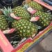 Piña fresca de Panamá tiene nuevo mercado en Nueva Zelanda