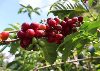 Compradores japoneses pagan hasta $200 mil por café panameño