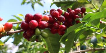 Compradores japoneses pagan hasta $200 mil por café panameño  