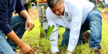 Panamá Pacífico siembra 400 plantones