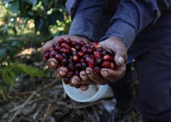 Panamá inicia la XXIX edición del Best of Panama con 118 lotes de café de especialidad