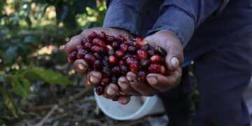 Panamá inicia la XXIX edición del Best of Panama con 118 lotes de café de especialidad