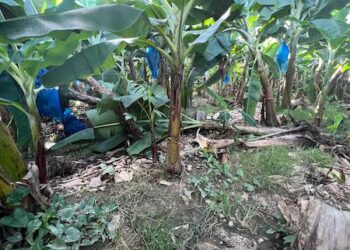 Chiquita Brands despide casi 5 mil empleados tras pérdidas de US$75 millones por huelga