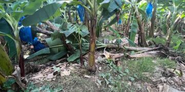 Chiquita Brands despide casi 5 mil empleados tras pérdidas de US$75 millones por huelga