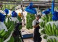 Chiquita Brands suspende parte de sus operaciones en Panamá por las huelgas