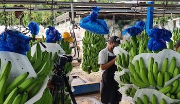 Chiquita Brands suspende parte de sus operaciones en Panamá por las huelgas