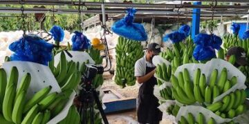 Chiquita Brands suspende parte de sus operaciones en Panamá por las huelgas