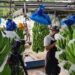 Chiquita Brands suspende parte de sus operaciones en Panamá por las huelgas