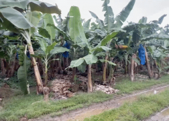 Chiquita Brands estará despidiendo al resto del personal en Panamá