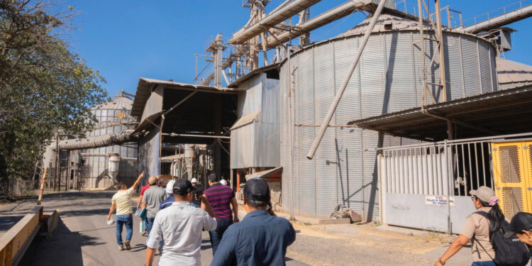 Molineros recomiendan importar arroz para evitar caída de inventarios en Panamá