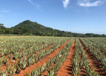 Del Monte busca alianzas con productores para expandir la producción de banano y piña de cara a apertura del Puerto Barú