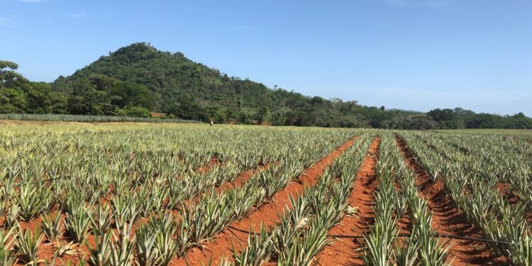 Del Monte busca alianzas con productores para expandir la producción de banano y piña de cara a apertura del Puerto Barú
