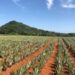 Del Monte busca alianzas con productores para expandir la producción de banano y piña de cara a apertura del Puerto Barú