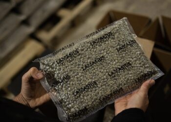 Dos kilogramos de café Geisha panameño se venden por casi $30 mil